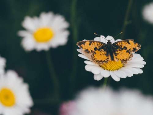 daisy daisies flowers butterfly nature