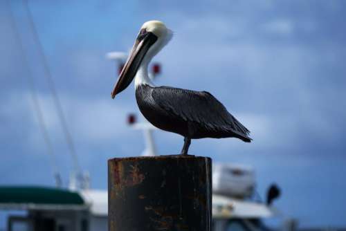 animals birds pelican perched wood