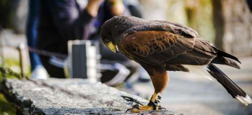 eagle bird animal outdoor