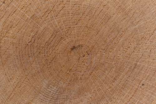 tree ring background closeup wood