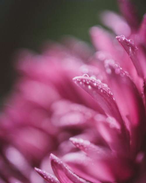 pink flower petals bokeh blur