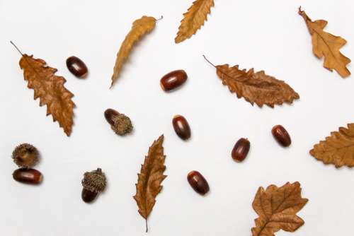 acorns leaves flat lay oak oaknut