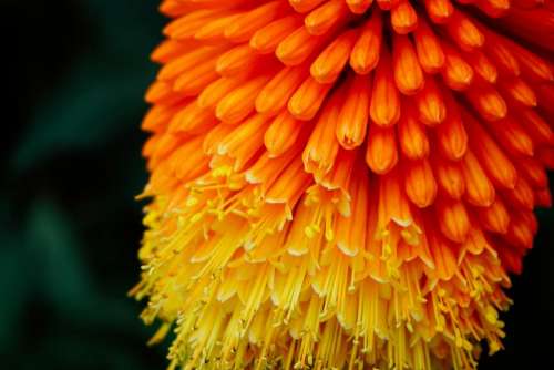 yellow orange flower bloom plant