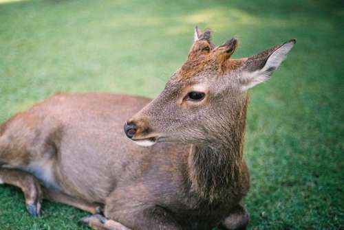 green grass lawn field animal