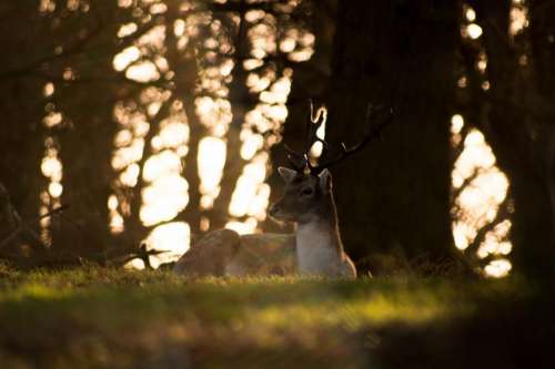 deer animal horn wildlife forest