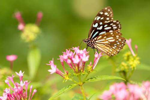 butterfly moth insect macro close up