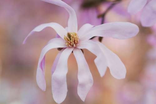 white petal flower bloom blur