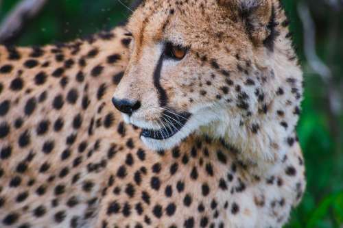 cheetah animal wildlife forest leopard
