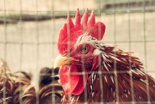 chicken cage farm animal bird