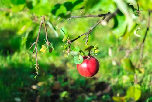 apple amazing photo autumn canon