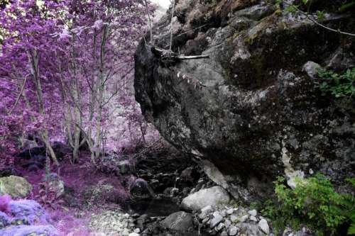 flower violet petal bloom garden