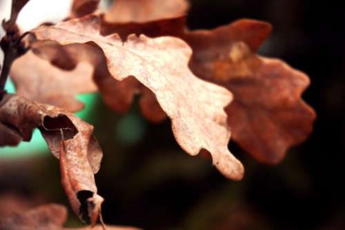 dry environment leaf tree plant