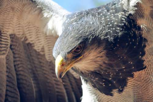 eagle bird close up animals wildlife