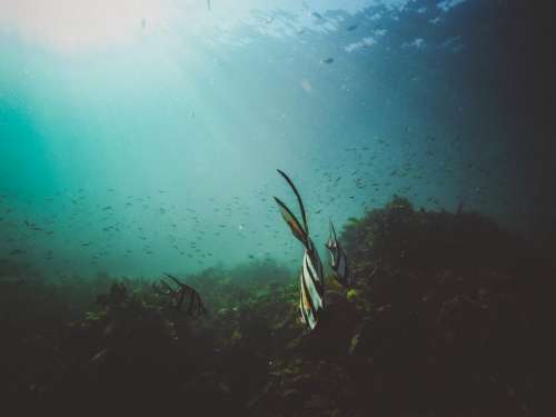 nature water ocean sea underwater