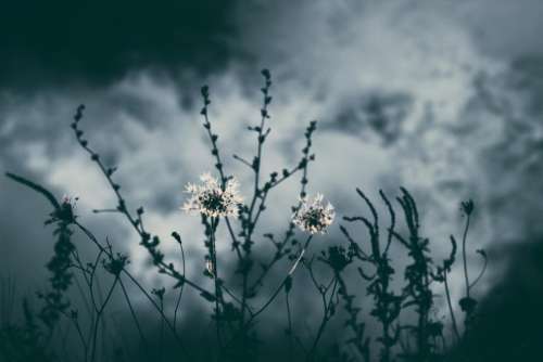 nature plants dark sky flowers