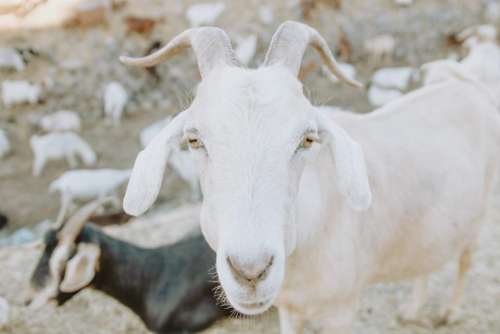 goat animal mountain landscape nature