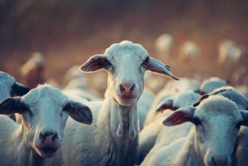 curious goat farm animals cattle