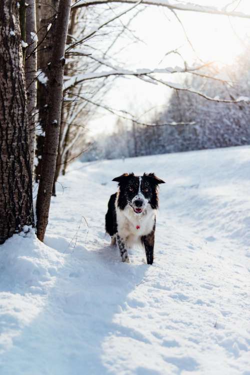 dog animal pet puppy snow