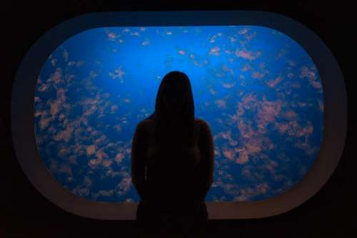 people alone silhouette dark aquarium