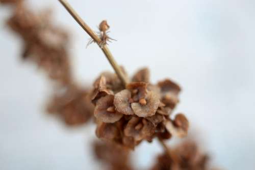 macro nature flower stem blossom