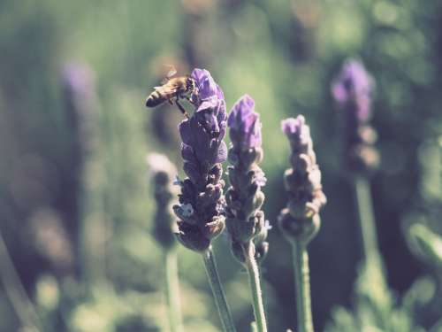 bumble bee lavender summer insect animal