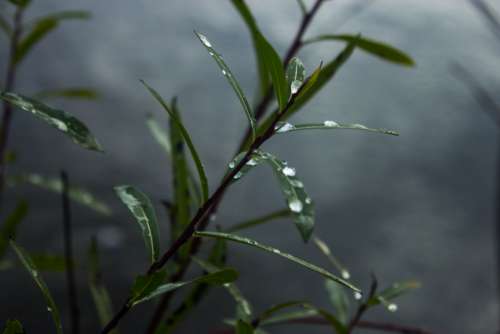 willow dew mist fog water