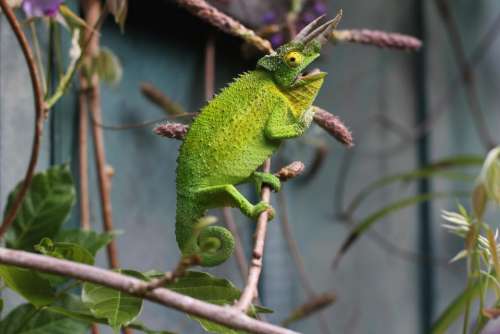 lizard reptile green chameleon tree