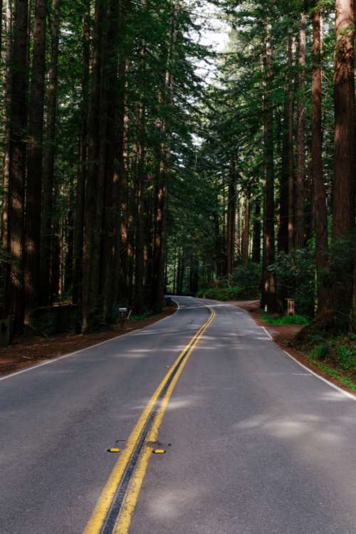 forest road travel trees nature