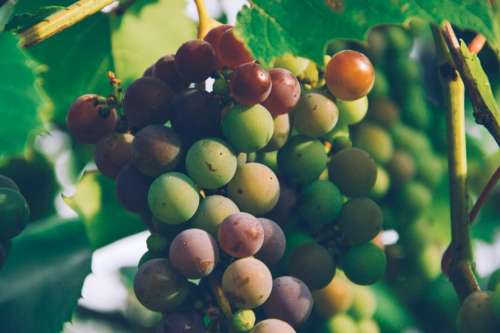 grapes fruits vines healthy food