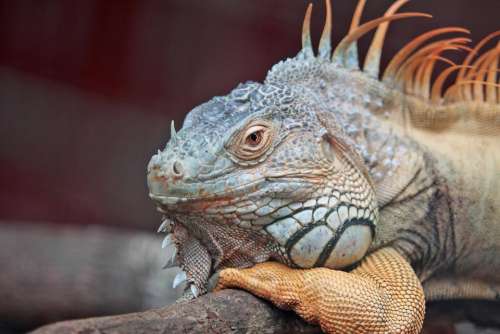 iguana pet animal wildlife reptile
