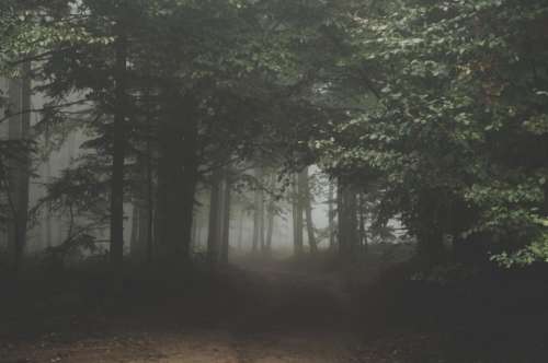 nature landscape forest trees fog