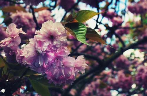 cherry blossom spring flowers pink flowers nature