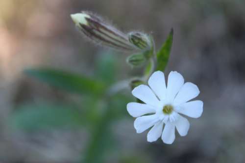 white flower blossom bloom nature