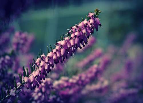 heather flowers flower floral garden