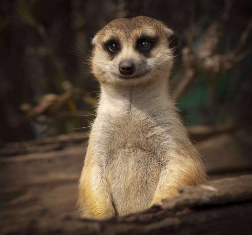 meerkat cute smile close eyes