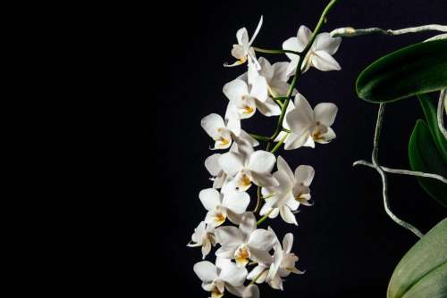 white petal dark flower orchids