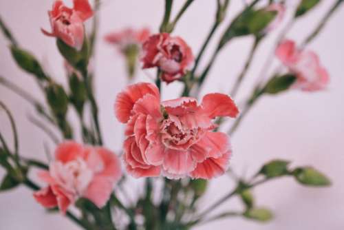 pink flower bloom petal plant