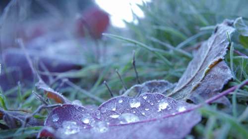 drops leafs frostiness dew moisture