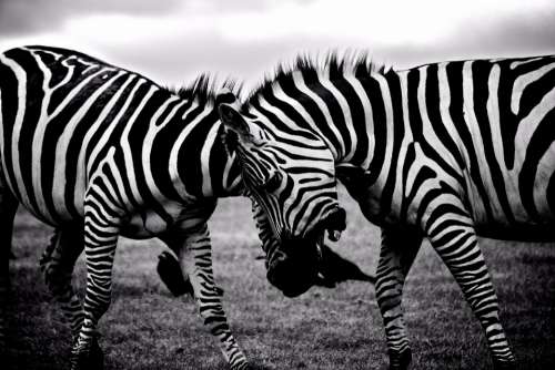 zebra clash wildlife animals fight