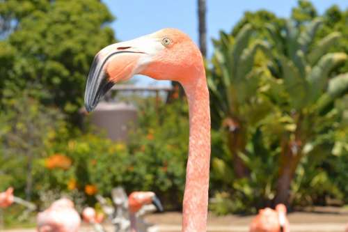 flamingo beak pink bird water