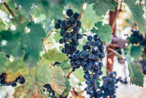 grapes fruit vines leaves plants