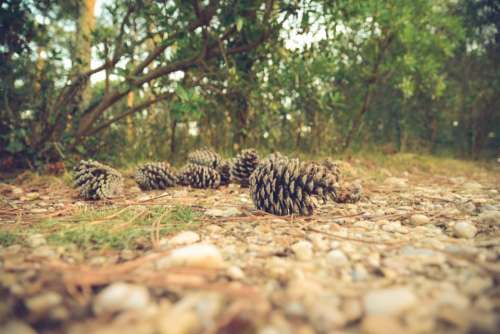 pine cones forest woods park nature