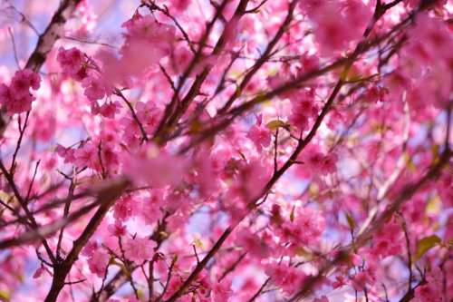 flower blossom bloom pink stem