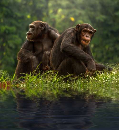 two brown chimpanzee animals wild