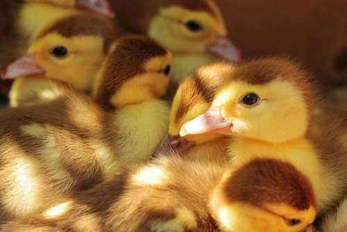 animals ducks ducklings skein group