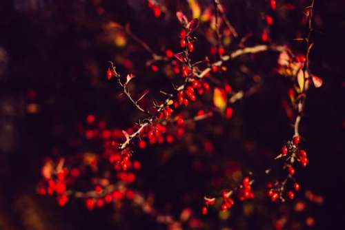 tree branch plant nature dark