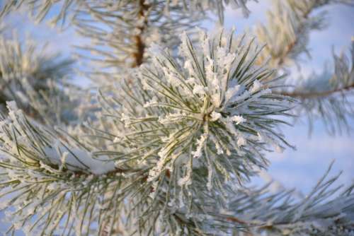 tree pine winter needles crystals