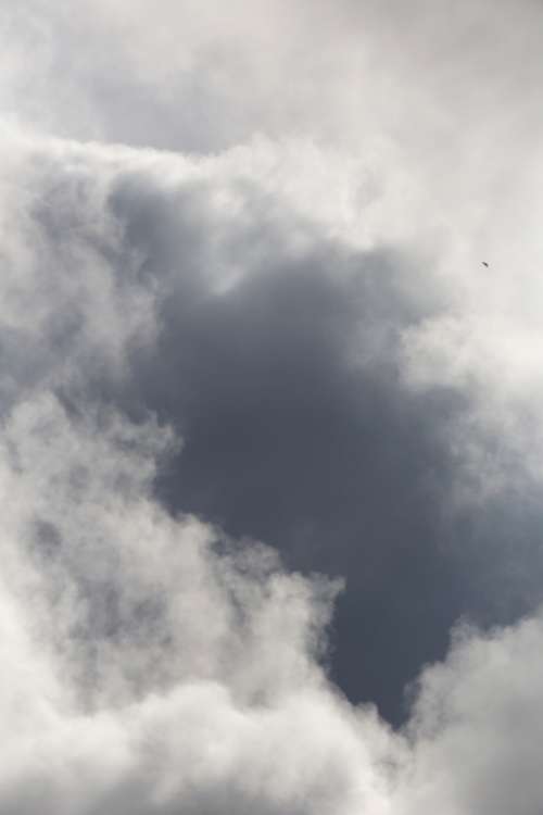 clouds bird flying sky flight