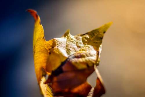 leaf fall autumn nature