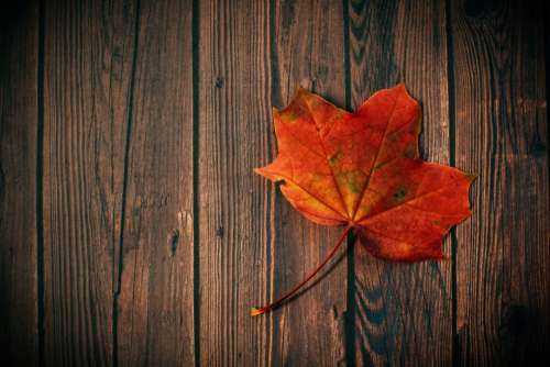 autumn fall leaf wood board